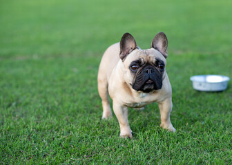 fawn French Bulldog out for a walk on the green grass in Summer