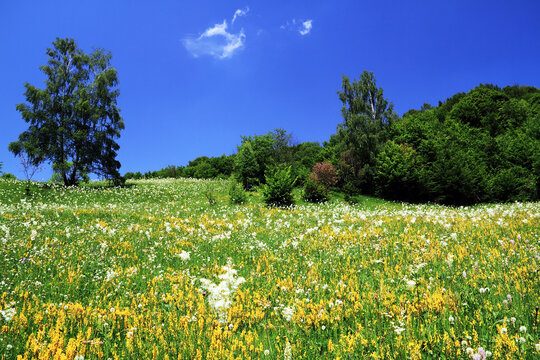 Scenic summer morning landscape in the Occidental Carpathians, Transylvania. Mountain rural scenery in Apuseni Mountains, Romania, Europe