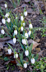 snowdrops - the first spring flowers with delicate white petals, among the dry last year's grass