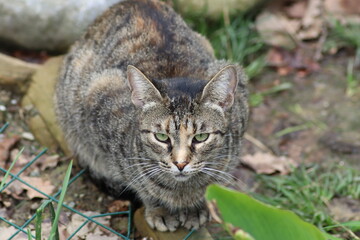 cat on grass