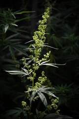 Blooming plant of cannabis illuminated by bright sun on a dark natural background. Selective focus.