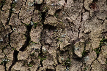 bark of a tree