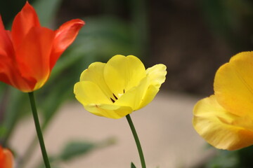 Obraz premium red and yellow tulips