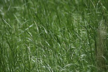green grass background