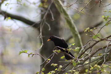 blackbird on a branch
