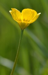 Bouton d'or ou fleur à beurre