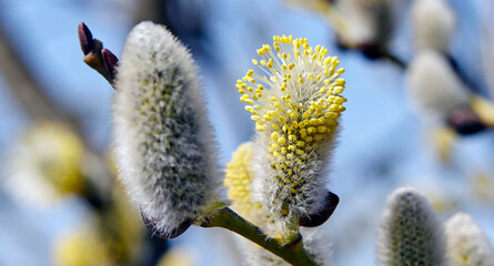 Goat willow, willow, blooms in spring on a clear day