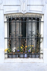 Fototapeta na wymiar Amsterdam Canal House Window with Iron Window Grill and Blooming Bulb Flowers