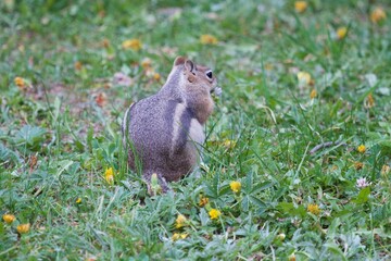 chipmunk forages through grassy field