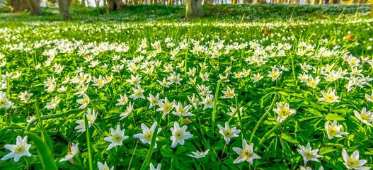 White flowers