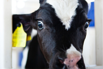 A cute calf in a calf barn at a dairy farm. 
