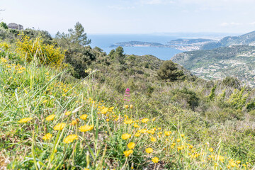 Paysage fleuri avec panorama sur la mer