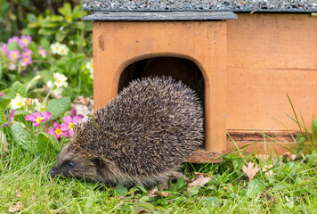 Hedgehog, Scientific name: Erinaceus Europaeus.  Close up of a wild, native, European hedgehog emerging from a hedgehog house in Springtime.  Facing left.  Horizontal.  Copyspace.