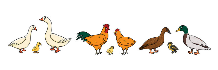 Set of Vector outline doodle cartoon Duck, goose, cock families. Males, females and yellow babies. Isolated hand drawn illustration of cute farm domestic bird animals on white background