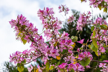 Pink Bauhinia Variegata blooms on a spring morning in the Kfar Saba park in Israel.
