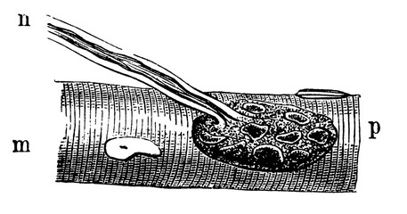 Obraz premium End of a motor nerve in a muscle fiber.
