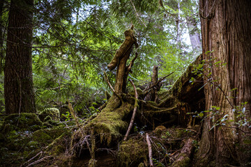 roots in the forest