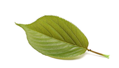 Obraz premium Leaf isolated on white background