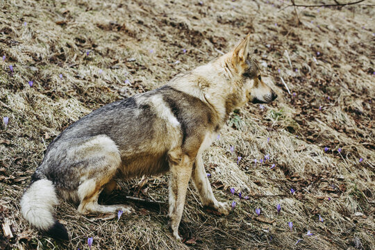 Czechoslovakian wolfdog on the meadow.High quality photo.