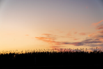 Silhouette of a field of flowers during sunset. The sky has some completely red clouds.