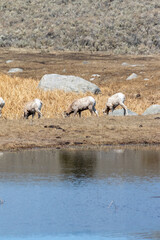 Yellowstone NP, Mountain Goats, 2021