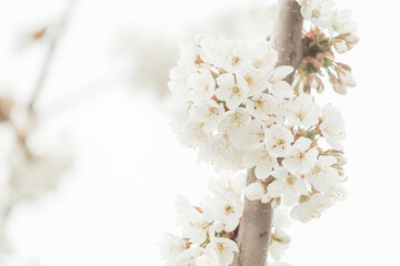 A branch with delicate flowers of blooming cherry.