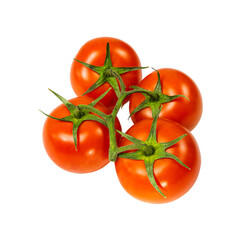Tomatoes branch close-up isolated on a white background.
