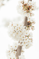 A branch with delicate flowers of blooming cherry.