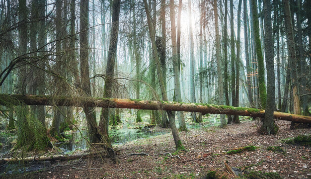 Picture of an old mysterious woods with fallen tree.