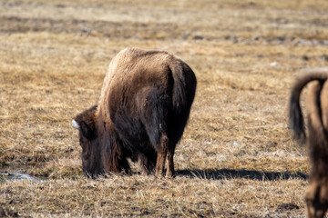 Bison in National Park