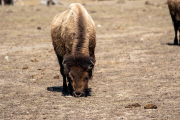 Fototapeta premium Buffalo Grazing in Yellowstone