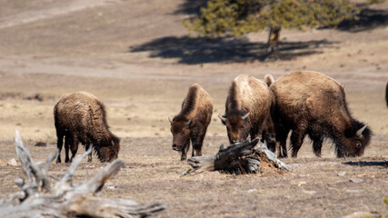 Buffalo Herd in Hayden Valley