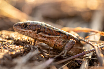British Common Lizard