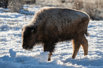 Baby Bison in Yellowstone Snow