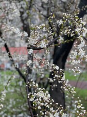 blooming cherry tree