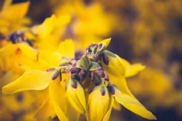 yellow flowers