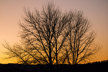 silhouette of a tree at sunset