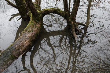Bare tree with branches. Reflection of the plant on water surface. Melancholic style. Shallow focus.