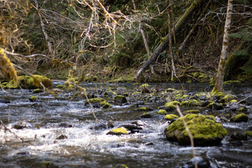 small river in the forest