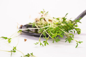 Organic microgreens in spoon, healthy food concept