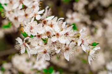 kwitnące drzewo śliwki mirabelki