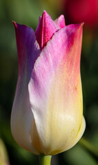 Queen Single Tulip  Depth of Field