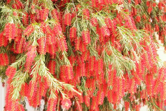 Red carpet of callistemon flowers, a genus of evergreen shrubs of trees in the Myrtle family, bright background