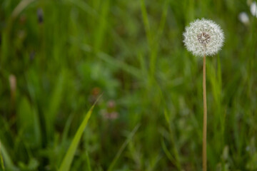 White fluffy flowering dandelion. Dandelion on a background of green spring meadow. Copy Space. Wildflowers in spring