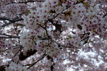 Closeup of cherry blossoms at the Quad, University of Washington, Seattle