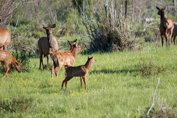 Naklejka na ściany i meble baby elk explore their woodland surroundings