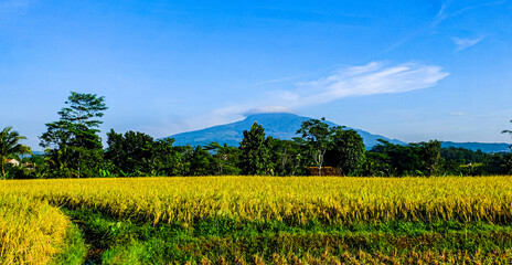 field and sky