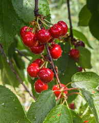 Red and sweet cherries on a branch just before harvest in early summer