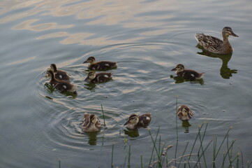 mallard duck and yellow-brown ducklings swim on the water