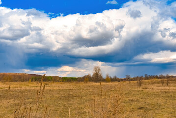 Trees in the meadow under the clouds